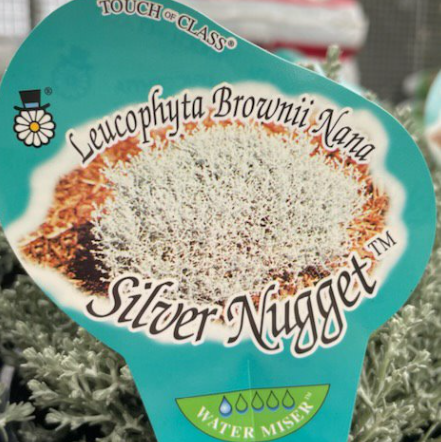 LEUCOPHYTA brownii nana ‘Silver Nugget’