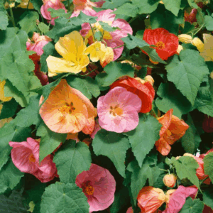 ABUTILON Varieties