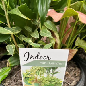 INDOOR Mini Garden- Triple Planted