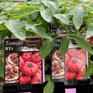 Assorted Tomatoes