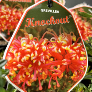 GREVILLEA ‘Knockout’