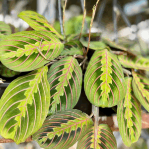 MARANTA leuconeura 'Red Vein' (Prayer Plant)