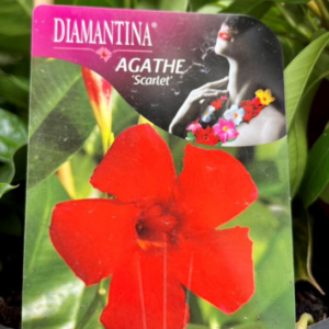 MANDEVILLA 'Agathe' Varieties