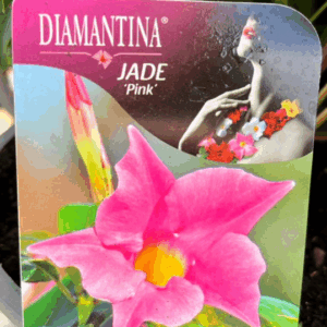 MANDEVILLA sanderi 'Jade' Varieties