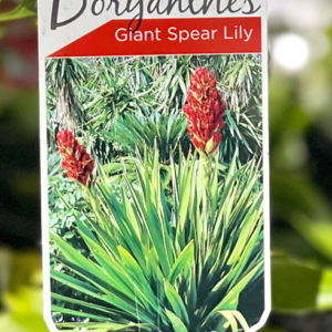 DORYANTHES palmeri (Giant Spear Lily)