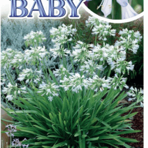 AGAPANTHUS 'Silver Baby'
