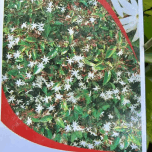 Jasminum nitidum 'Angel Wings'