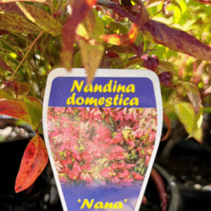 NANDINA domestica 'Nana'