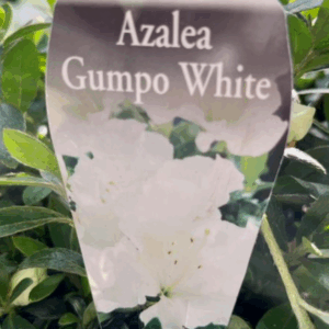 AZALEA 'Gumpo White'