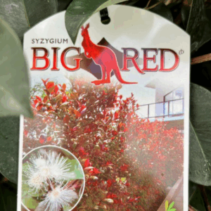 SYZYGIUM ‘Big Red’ (Lilly Pilly)