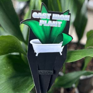 ASPIDISTRA elatior (Cast Iron Plant)