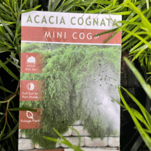 ACACIA cognata 'Mini Cog'