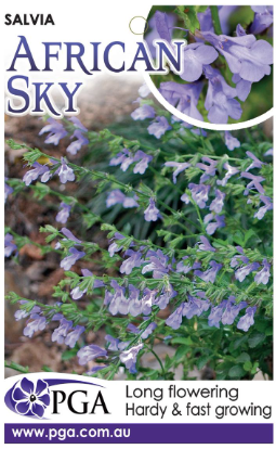 SALVIA 'African Sky'
