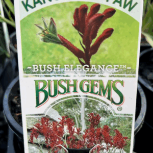 ANIGOZANTHOS ‘Bush Elegance’ (Kangaroo Paw)