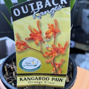 ANIGOZANTHOS Orange Cross (Kangaroo Paw)