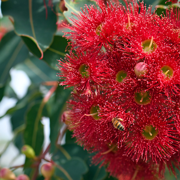 CORYMBIA 'Mini Red'