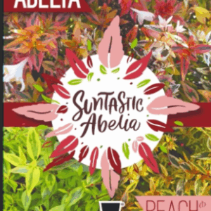 ABELIA 'Suntastic Peach'