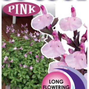 SALVIA ‘So Cool Pink’