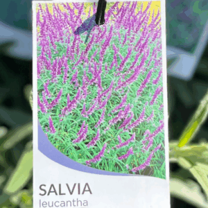 SALVIA leucantha