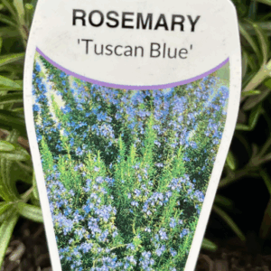 ROSMARINUS officinalis 'Tuscan Blue' (Rosemary)