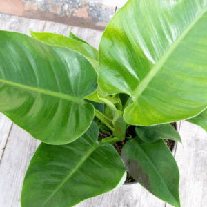 PHILODENDRON 'Imperial Green’