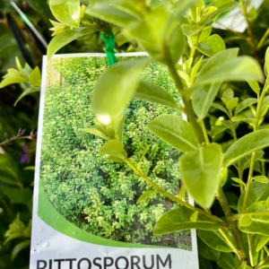 PITTOSPORUM 'Green Pillar'