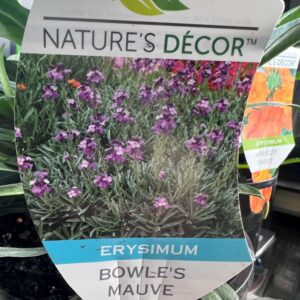 ERYSIMUM Varieties (Wall Flowers)