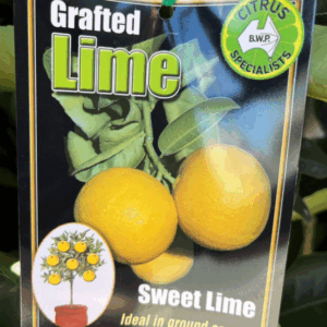 CITRUS Lime 'Sweet'