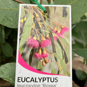 EUCALYPTUS leucoxylon 'Rosea'