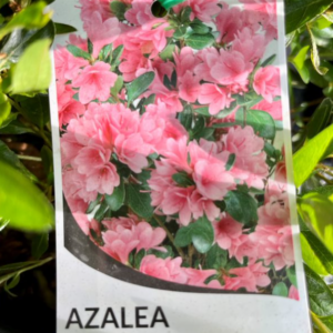 AZALEA kurume 'Kirin'