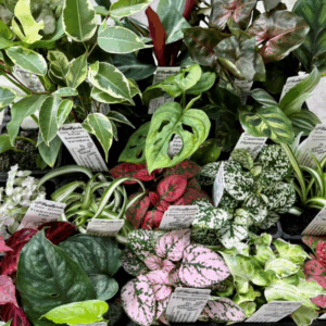 ITTIE-BITTIE Indoors & Succulents