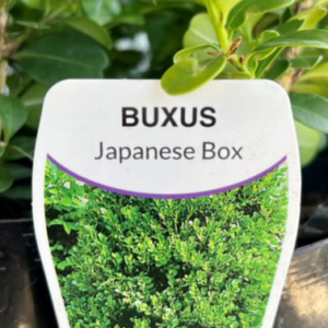 BUXUS microphylla 'Japanese Box'