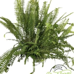 NEPHROLEPIS 'Emerald Queen Fern'