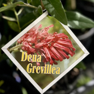 GREVILLEA rhyolitica 'Deua'
