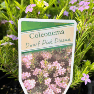 COLEONEMA pulchellum (Dwarf Pink Diosma)