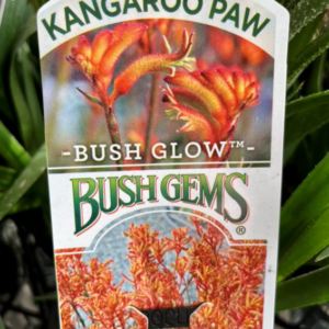ANIGOZANTHOS 'Bush Glow' (Kangaroo Paw)