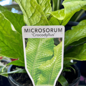 MICROSORUM 'Crocodyllus' (Crocodile Fern)