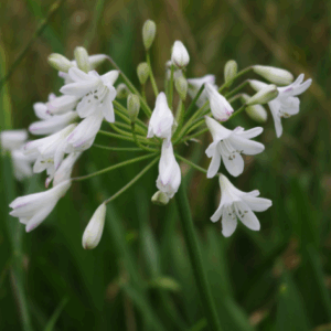 AGAPANTHUS 'Dwarf White'