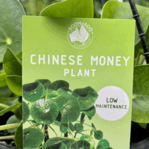 PILEA peperomiodes 'Chinese Money Plant'