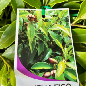 MAGNOLIA michelia figo 'Port Wine'