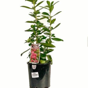 ESCALLONIA ‘Red Knight’