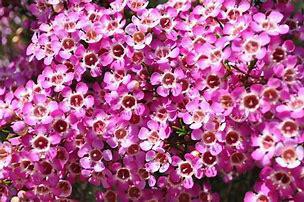CHAMELAUCIUM 'Purple Rain' - Echuca Plant Farm