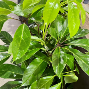 SCHEFFLERA 'Alpine Junior' (Umbrella Plant)