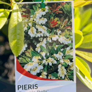 PIERIS 'Temple Bells'