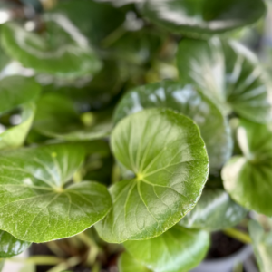 LIGULARIA reniformis 'Tractor Seat Plant'