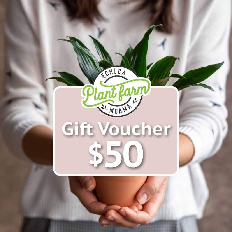 Gift Voucher