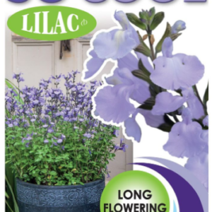 SALVIA ‘So Cool Lilac’