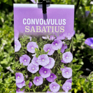 CONVOLVULUS sabatius
