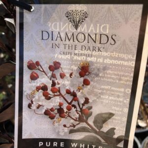 LAGERSTROEMIA 'Diamonds in The Dark- Pure White' (Crepe Myrtle)