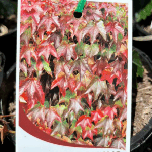 PARTHENOCISSUS tricuspidata (Boston Ivy)